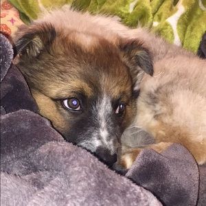 Meet your Posher, Callie