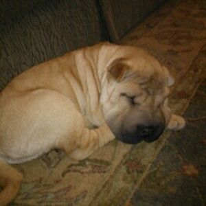 Meet your Posher, Maddie