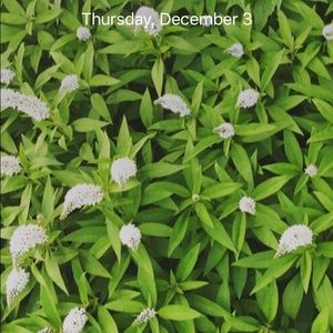 Meet your Posher, Yasmine