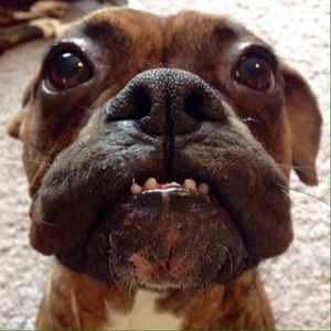 Meet your Posher, Josh