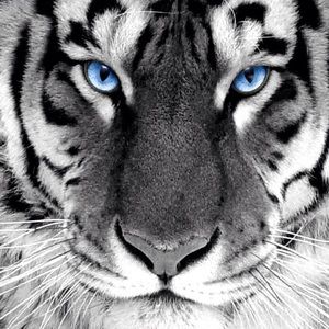 Meet your Posher, Bobbie jo