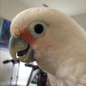 Meet your Posher, Louise