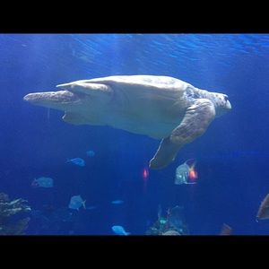 Meet your Posher, Jodie