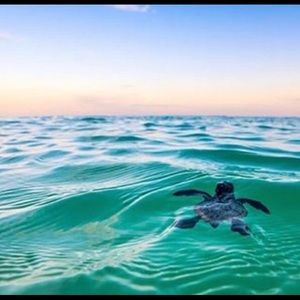 Meet your Posher, Maxine