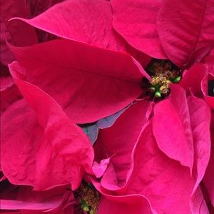 Meet your Posher, Betsy