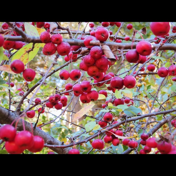 Meet your Posher, Hannah - Picture 1 of 1