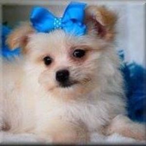 Meet your Posher, Milan