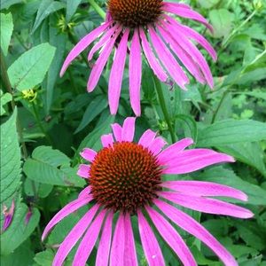 Meet your Posher, Adrienne