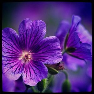 Meet your Posher, Violeta