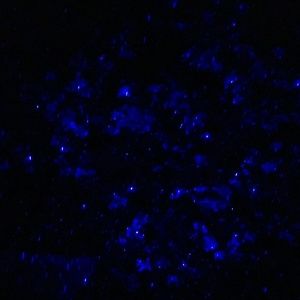 Meet your Posher, Winter