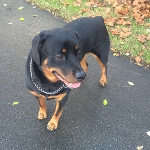 Meet your Posher, Josie