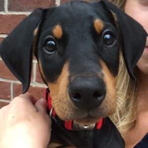 Meet your Posher, Kinley