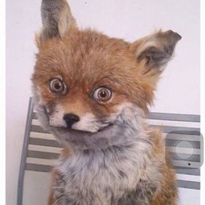 Meet your Posher, Indya