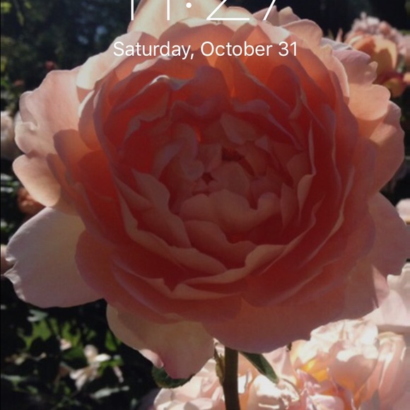 Meet your Posher, Sophia