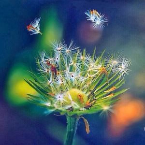 Meet your Posher, Yang