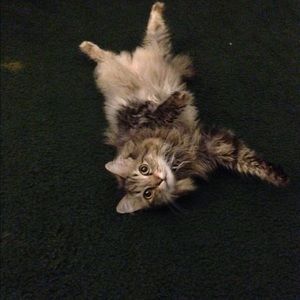 Meet your Posher, Joanna