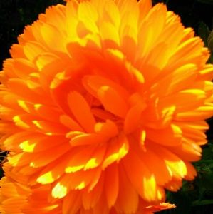 Meet your Posher, Bridget