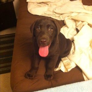 Meet your Posher, Joey