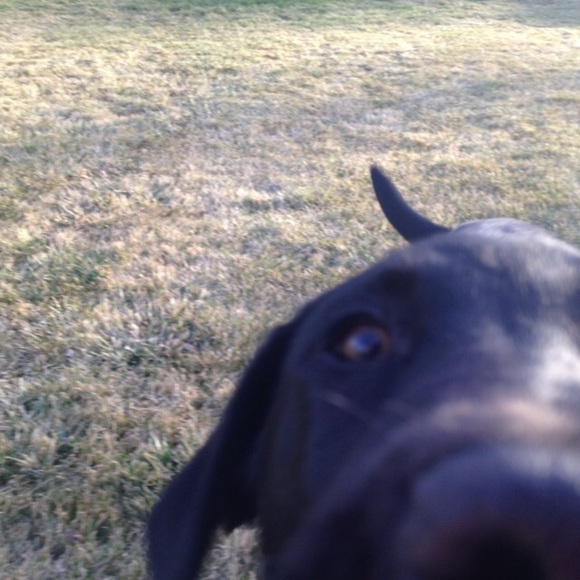 Meet your Posher, Sophie - Picture 1 of 1