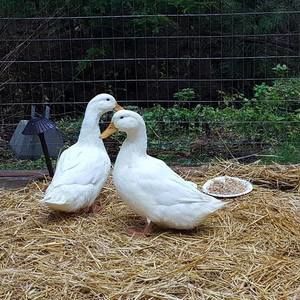 Meet your Posher, Jess