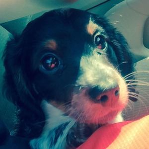 Meet your Posher, Corey