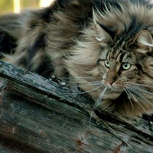 Meet your Posher, Ben