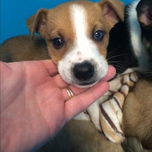 Meet your Posher, Caroline