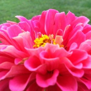 Meet your Posher, Alexandra