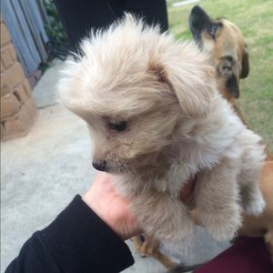 Meet your Posher, Daniela