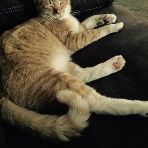 Meet your Posher, Devon