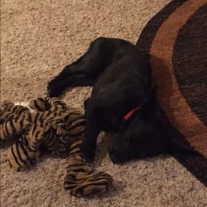 Meet your Posher, Donna