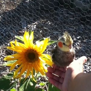 Meet your Posher, Frida