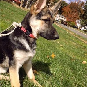 Meet your Posher, Ally