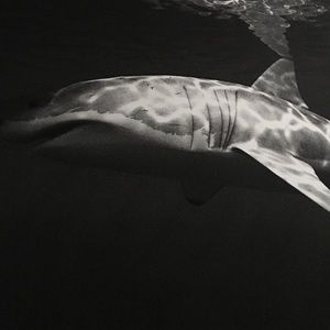 Meet your Posher, Josh