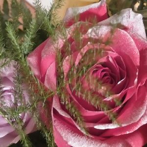 Meet your Posher, Lynette