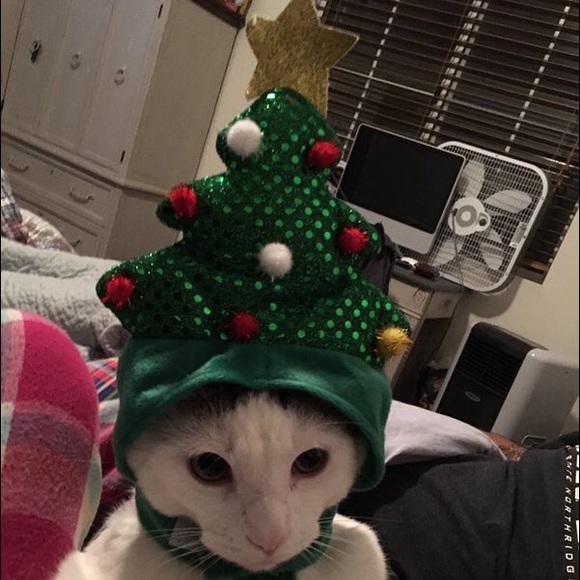 Meet your Posher, Angelica - Picture 1 of 1