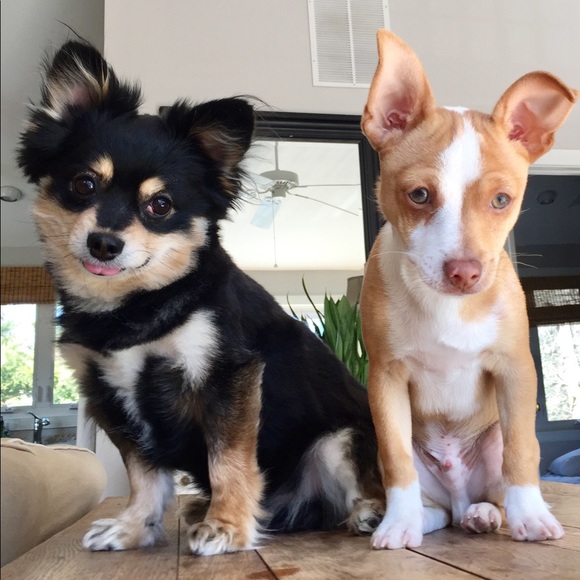 Meet Your Posher - Picture 4 of 4