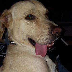 Meet your Posher, Keela