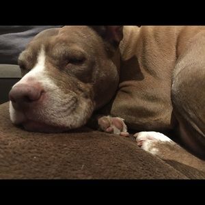 Meet your Posher, Gino