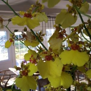 Meet your Posher, Sienna