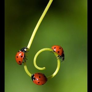 Meet your Posher, Annette