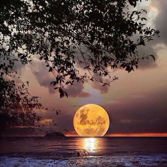 Meet your Posher, Kamala - Picture 1 of 1