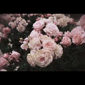 Meet your Posher, Aaliyah