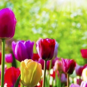 Meet your Posher, Lilly