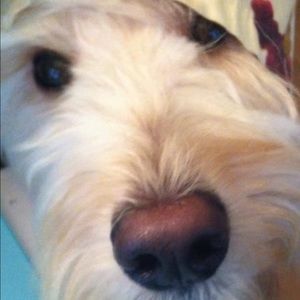 Meet your Posher, Rose