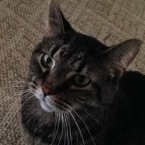 Meet your Posher, Bridget