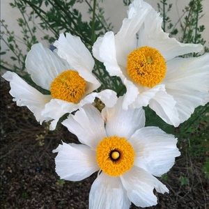 Meet your Posher, Yas