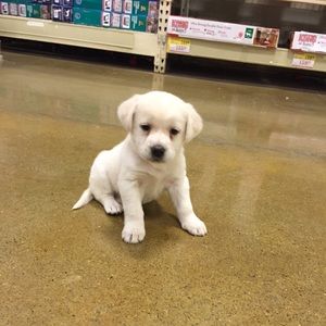 Meet your Posher, Kelly