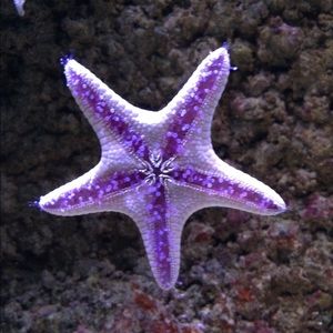 Meet your Posher, Emalee