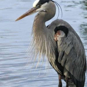 Meet your Posher, Iris